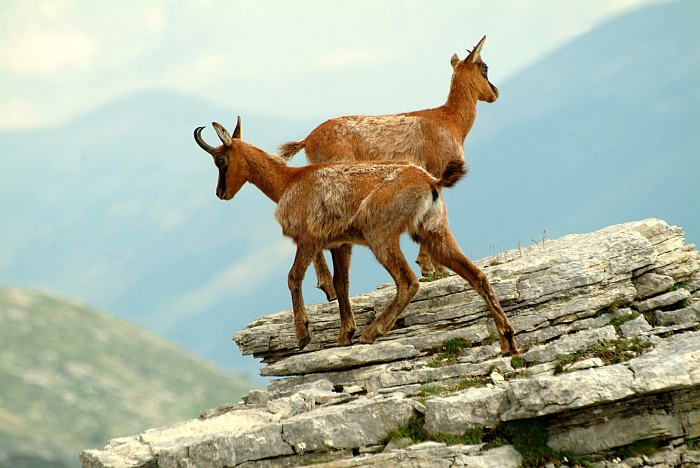 Camoscio d''Abruzzo Rupicapra pyrenaica ornata